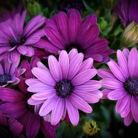 Nettie (Hartzog) Roberts