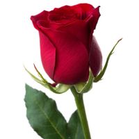 Reba Frazier Obituary, Weber City, VA