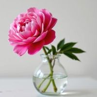 Mildred Flanary Obituary, Weber City, VA