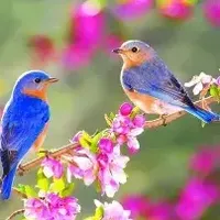 Susan \"Susie\" Page