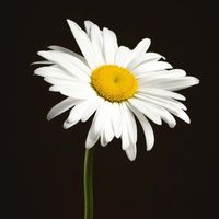 Christina Louise Brown