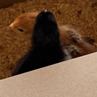 Pogrita Ulises Huerta