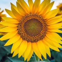 Marta Campos Becerra