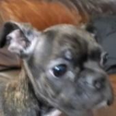 Smokie "Smokes" the dog