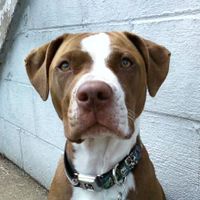 Karmella "Mellers" Harmony Butler-Swegard-Angus