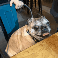 Pickles "Pj, The phenomenal Pj styles, preeg," Poundcake Vasta