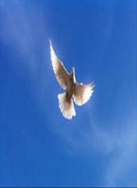 Wendell Campbell Jr.